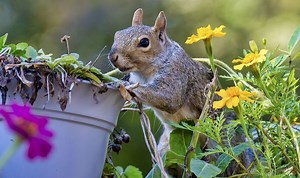 Grey squirrels are ‘destructive’ says Douglas-Home in 2020