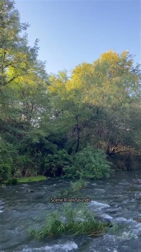 Relaxing sounds of flowing rivers and birds chirping soothe the mind #shortvideo #riversounds