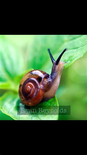 Kung Fu Elephant 3 Style