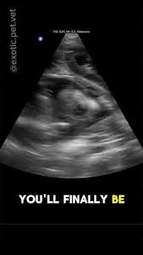 Pregnant Cat X-Ray and Ultrasound: Find Out How Many Kittens She’s Having!