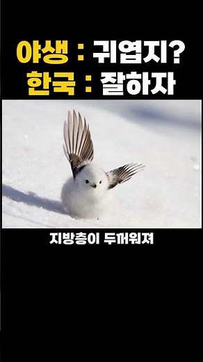 야생동물들이 우리나라에만 오면 귀여워지는 이유 레전드