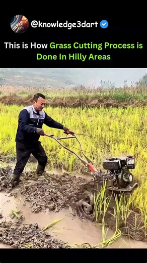 This is How Grass Cutting Process is Done In Hilly Areas