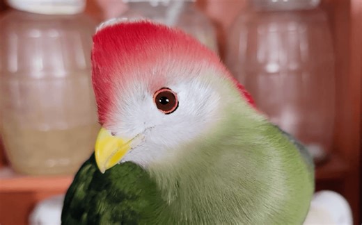 How do you train a red-crested turaco?