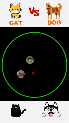 Intense Cat vs Dog Showdown