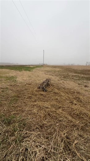 Coyote Trapping Techniques for Conservation Management