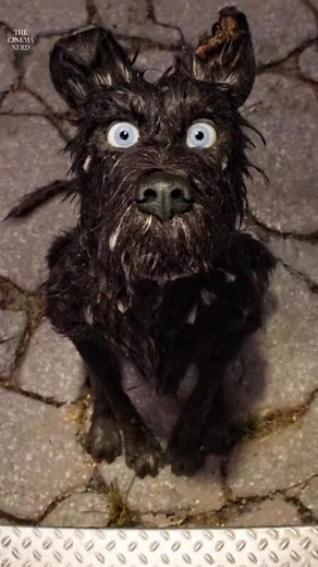 Writer and director Wes Anderson hosted a competition for someone to be a member of the voice cast for this film. The only requirement was that they donated ten dollars or more to the Film Foundation, a non-profit founded by Martin Scorsese, which specializes in the preservation and restoration of film around the world. The movie was influenced by the work of Akira Kurosawa and Rankin-Bass stop-motion Christmas specials. - 📽️: Isle of Dogs(2018) Dir. Wes Anderson | The Cinema Nerd