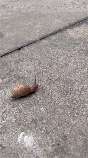 Gastrópodes são moluscos que podem apresentar concha, cabeça e massa visceral