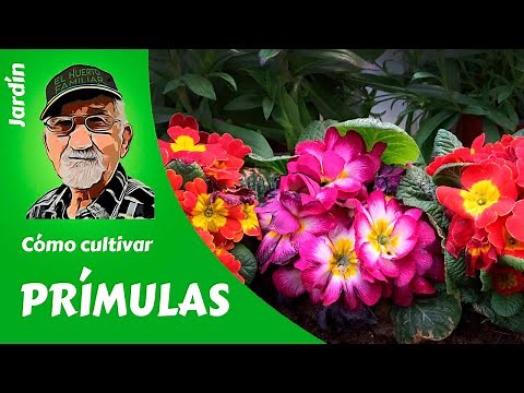 𝗣𝗥𝗍𝗠𝗨𝗟𝗔𝗦: How to grow primroses step by step. Complete guide