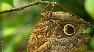 Owl Butterfly resting on the branch. Caligo Sp. butterflies named for the giant spots resembling eyes of an owl on the wings. Found in Central and South America. Eye spots protect it from predators