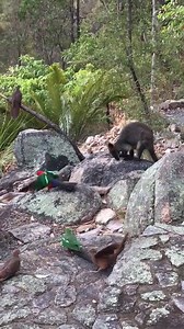 146K views · 4.2K reactions | The Birds 2. Rainbows Cockatoos king Parrots Doves and Wally. By Peter Styring. | Australian Parrots and Birds | Facebook