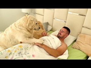 How a Golden Retrievers owner wakes up