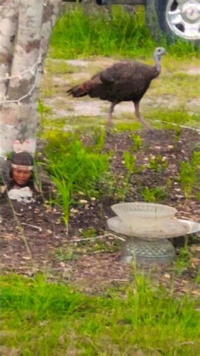 Turkeys grew quickly.. Almost cant tell the babies from the Momma.. Update*