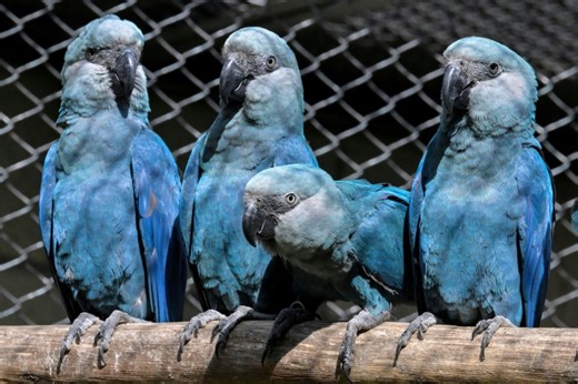 Brazil police probe plight of near-extinct blue parrot