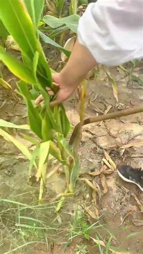 Sustainable Agriculture Hand Pulling Corn Stalks for Compost