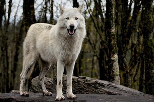 The Legend of the Great White Wolf