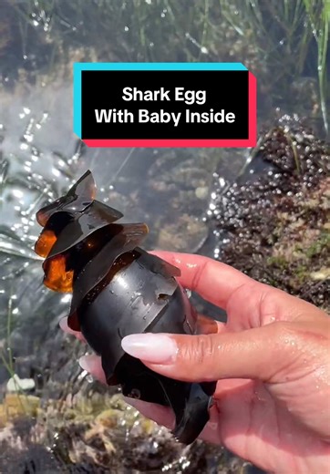 Replying to @Sam Some lay eggs! The ones that lay eggs are called oviparous, and the ones that give live births are called viviparous. This egg was laid by a California Horn Shark 🦈 Anyway, want a story time on what that seagull was eating? 🥴 #sharks #sharkeggs #sealife