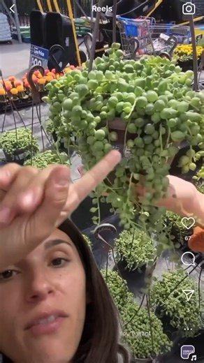 2.1K views · 15 reactions | Caught in a string of pearls mishap? Don't worry, we've got your back!  Our reaction video has all the tips and tricks you need to succeed.  And guess what? You can now find these beauties at Walmart by Element Plants. Time for a second chance at succulent success! #StringOfPearls #WalmartFinds | Element Plants | Facebook