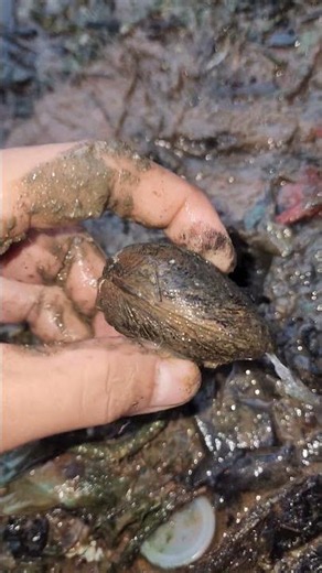 How to find scallops 🐚🐚#fishing #fyp #Crab