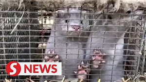 11K views · 159 reactions | Denmark tightens lockdown in north, mink cull devastates industry Read more at https://bit.ly/2IaIl8I WATCH MORE: https://thestartv.com/c/news SUBSCRIBE: https://cutt.ly/TheStar LIKE: https://fb.com/TheStarOnline | The Star | Facebook