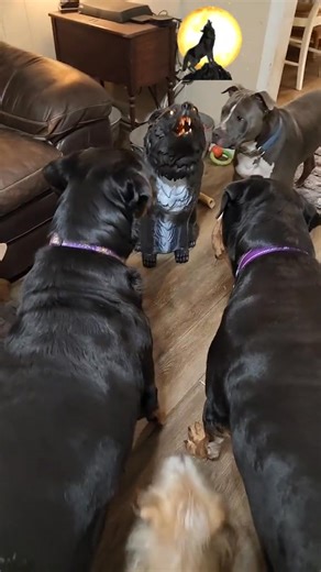 When Mr. Fluffy joined the pack. Tyrion was so funny...he wasn't scared...he was ready to rumble with Mr. Fluffy. Those fraidy cat rottweilers need to turn their rottweiler membership cards in. #halloweendogs #funnydogs | MidSouth Animal Rescue League