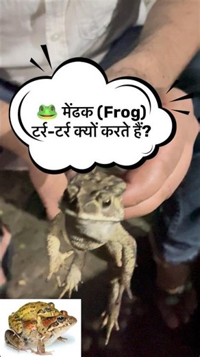 🐸 Why Frogs Croak? | Biological Communication Explained 🔬#frogfacts #animalbehavior