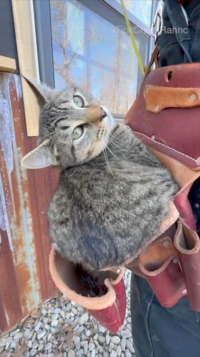 Floppy the job-site manager... gone but never forgotten #cat #CatCompilation #Funny #Cute #FYP #Reels #FarmLife #Farmcat #RanchLife | Tick Creek Ranch