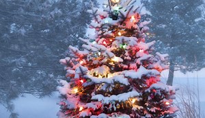 Planning a family Christmas tree hunting trip? Here's how you can get a permit - East Idaho News