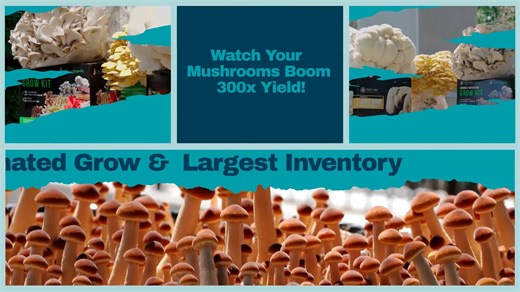 Midwest Grow Kits Monotub Growing Made Easy