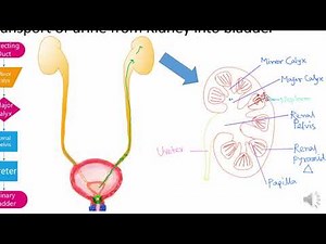 Micturition Part2. Relation between Bladder pressure and volume| CYSTOMETROGRAM | Micturition reflex