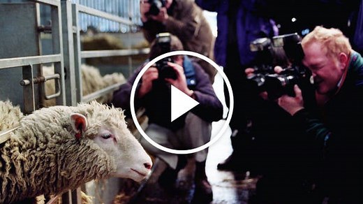 Dolly the Sheep: A Controversial Clone