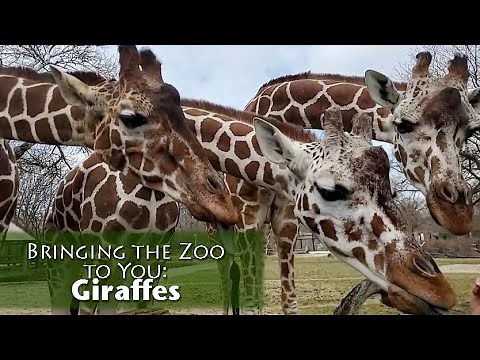 Bringing the Zoo to You: Giraffes