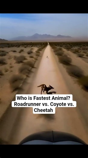 Ultimate Speed Race: Roadrunner vs. Wile E. Coyote vs. Cheetah! 🍗🌵#shorts