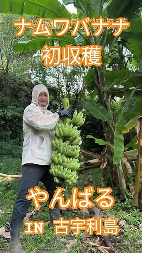 【国産バナナ】ナムワバナナ初収穫!!実が重すぎて…沖縄のやんばる古宇利島でバナナ栽培に挑戦!!追熟待ち!! #shorts ##BANANA #育て方 #家庭菜園 #趣味 #農業 #papaya