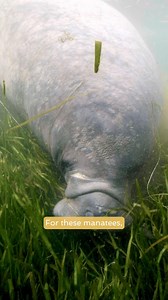 Manatees are on a strict seagrass diet. 🌱 New episodes of The Americas – watch NBC on Peacock TV. | NBC