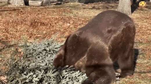 Bear Shoves His Head Into Discarded Pine Tree for a Serious Scratch
