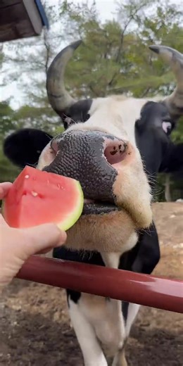 85K views · 5.3K reactions | Oscar was delighted to have a sample of the lunch menu for today. He could hear Jason chopping the fruit  and vegetables 凌 in the barn kitchen and was very excited to come in today for a cow-chew-tourie board that he devoured today | Our Farmacy | Facebook