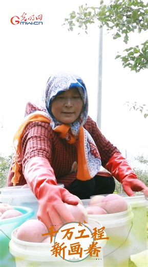 【科普60秒】苹果竟藏“逆龄基因”？免套袋技术不为人知的功效  _光明网