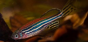 ZEBRAFISH TESTING IDENTIFIES A GENE POTENTIALLY AT THE ROOT OF DOMESTICATION