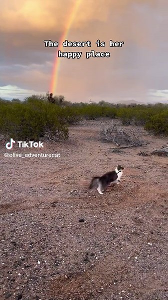 Cat's Happy Place Revealed: Desert Adventures of Olive