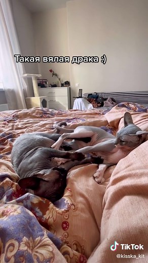 Playful Cat Slapping: Funny Sphinx Kitty Fight