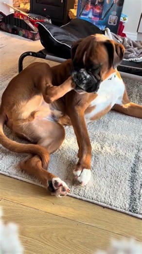 Funny Boxer Moments😂 #shorts