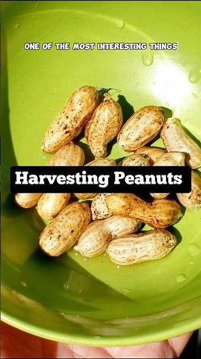 How to Grow and Harvest Peanuts in Your Garden | Raised Bed Gardening Tips 🌱🥜