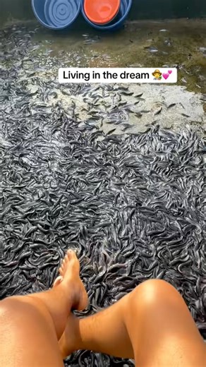 Catfish farming is a very beautiful and profitable venture that requires strategic planning and proper management. #urbanfarming #fishfarm #Agriculture #aquaculture #fishfarming #AgriBusiness #catfishfarming #farming #fblifestyle #catfish | Mirajfoodsand_fishery