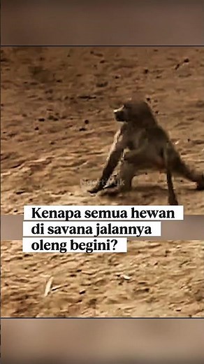 African Animals DRUNK ON MARULA FRUIT⁉️😨 They Walk Unsteadily #shorts