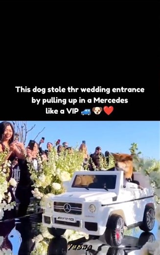 This dog stole thr wedding entrance by pulling up in a Mercedes like a VIP 🚙🐶❤️