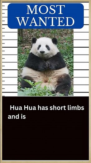 PANDA Hall of Fame: Meet HUA HUA, the clumsy Giant Panda Star 🐼
