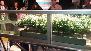 4.8M views · 85K shares | This scale model shows how mangrove forests...