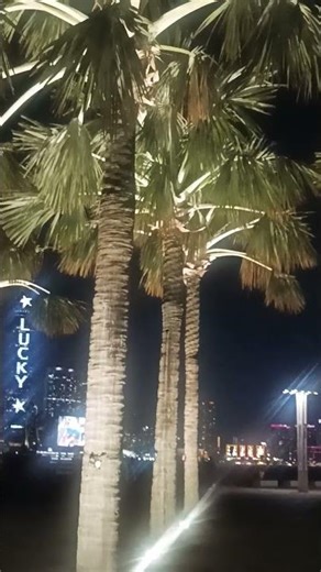 Big Palm tree with lights #shortsviral #beautifulhk #sanyatsenparkhk