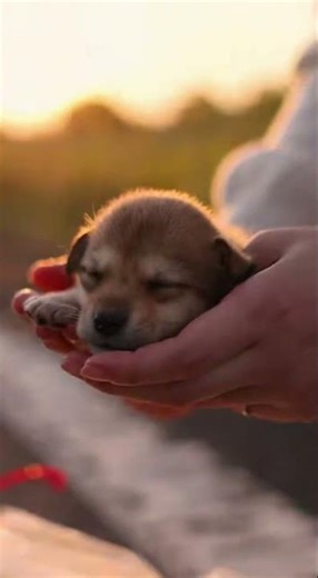 Ep.01 | あと少し遅れていたら、失われていた命【動物救助】