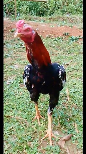 ayam Bangkok juara..